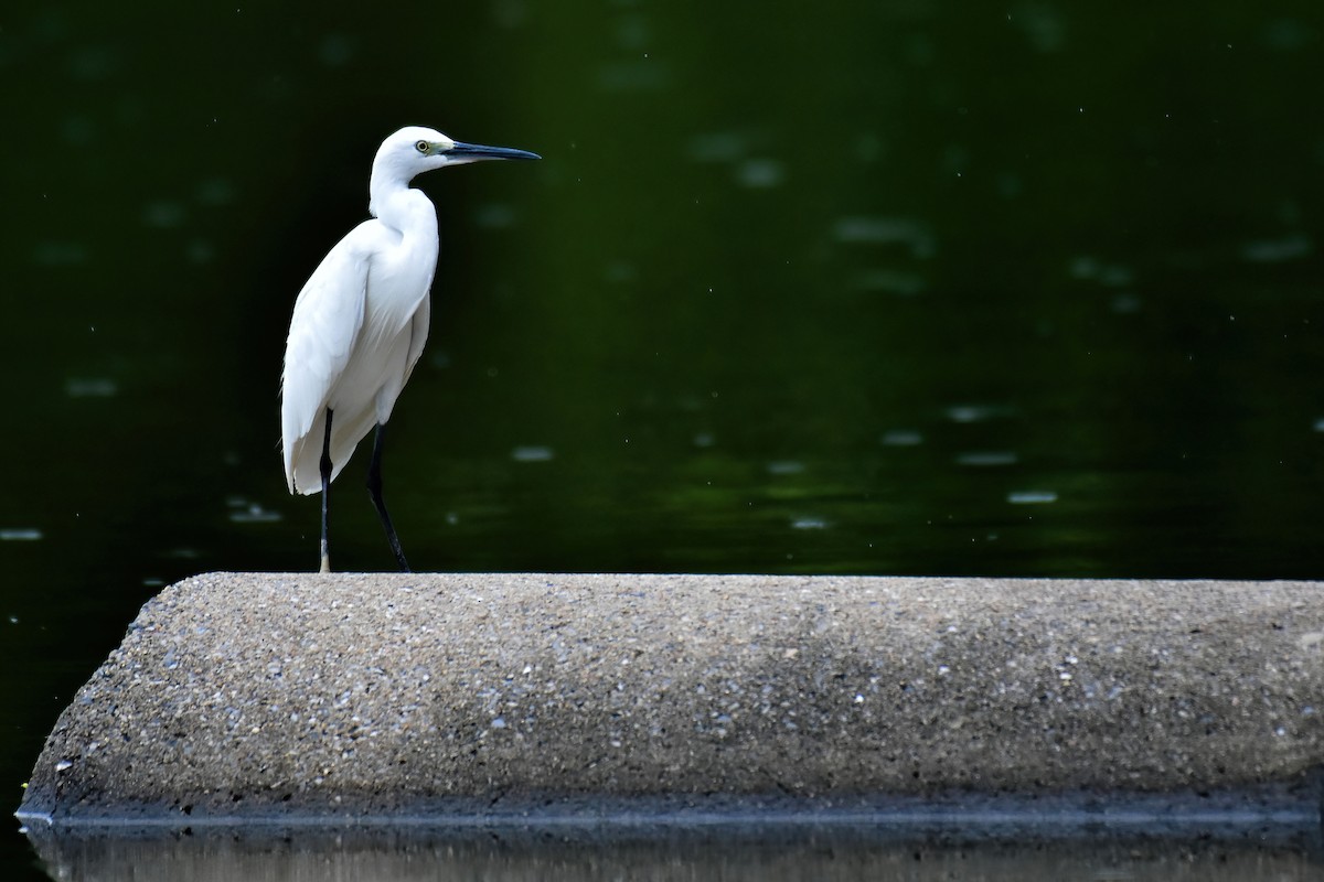 Little Egret - ML641965183