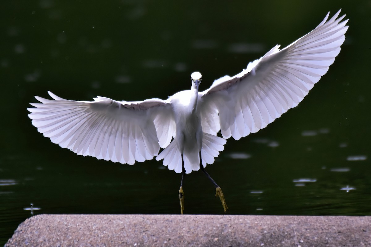 Little Egret - ML641965185