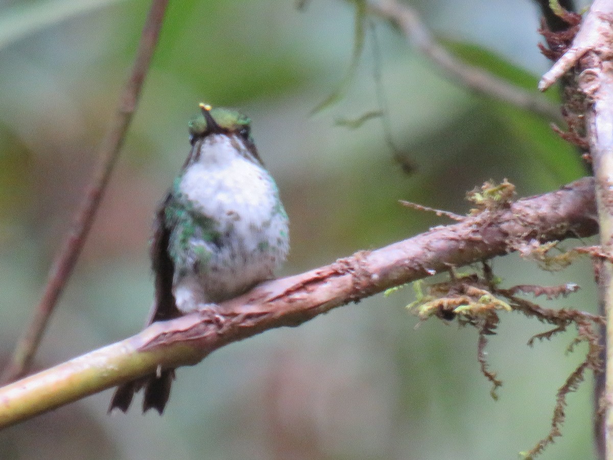 White-booted Racket-tail - ML641965205