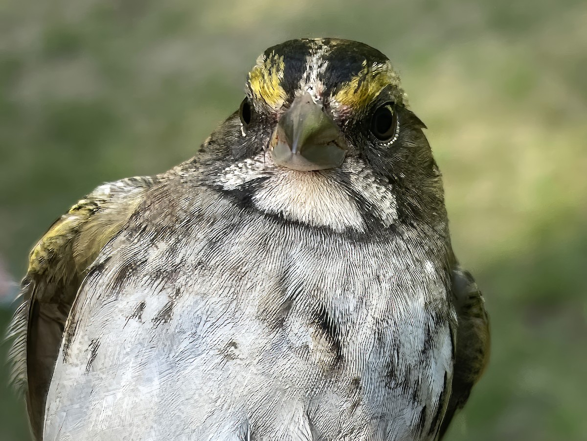 White-throated Sparrow - ML641965219