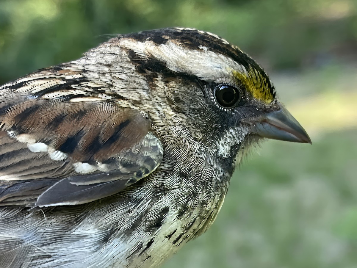 White-throated Sparrow - ML641965224