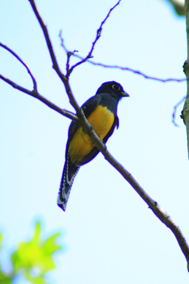 Mor Trogon - ML641965226