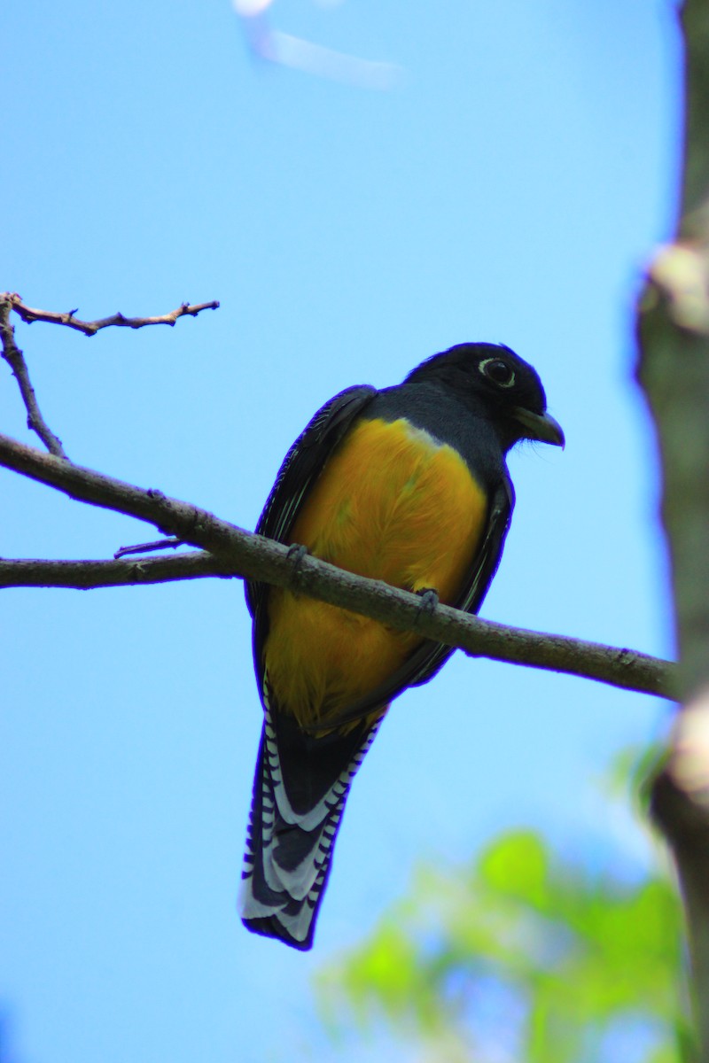 Mor Trogon - ML641965227