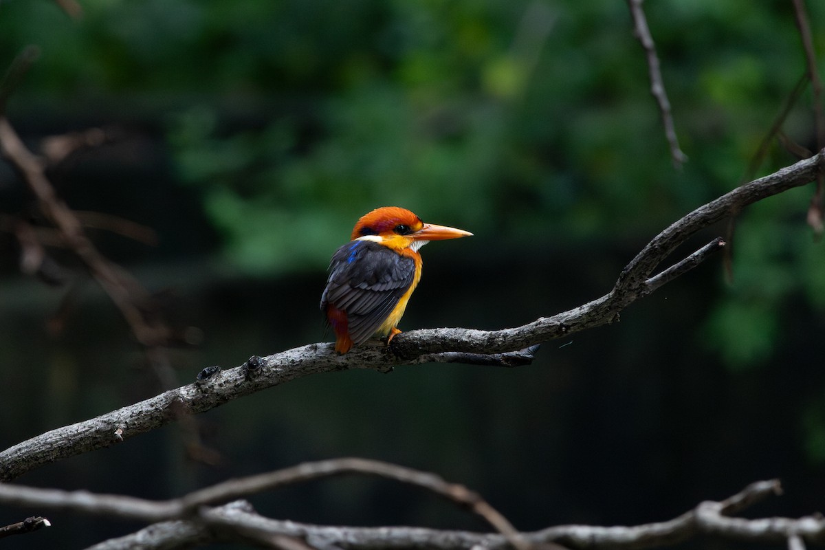 Black-backed Dwarf-Kingfisher - ML641965235