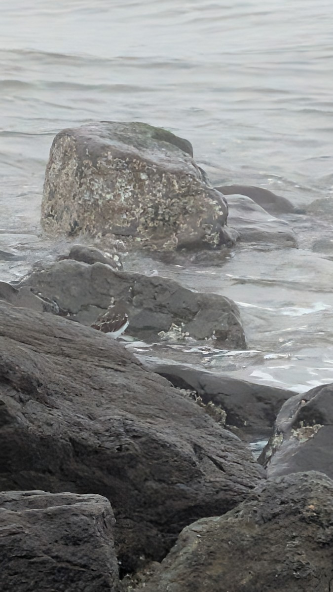 Black Turnstone - ML641965239