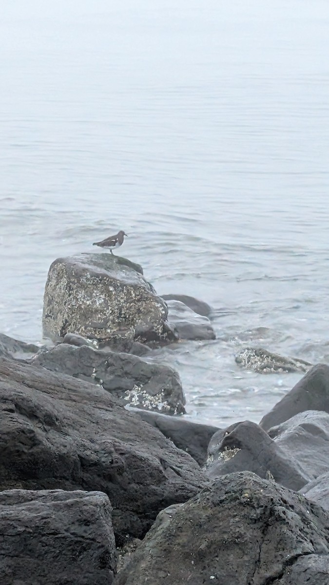 Black Turnstone - ML641965240