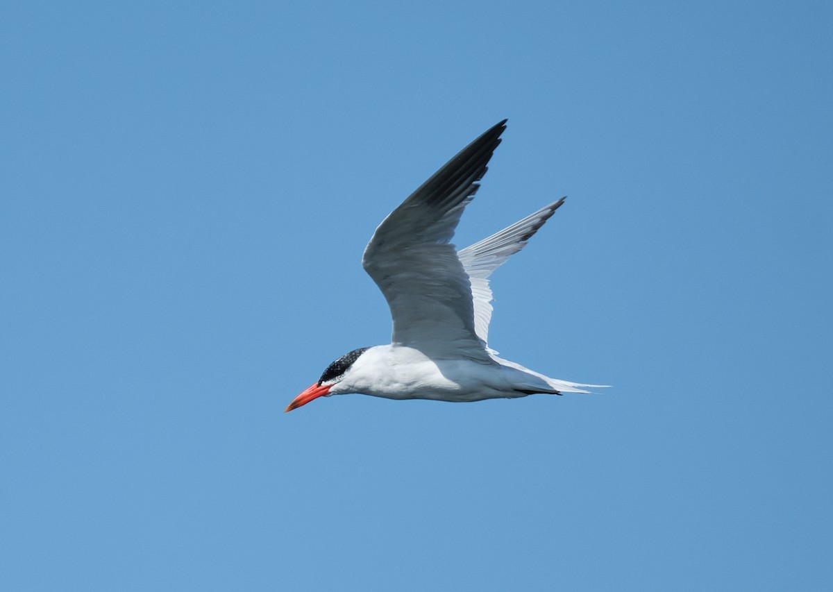 Caspian Tern - ML641965247