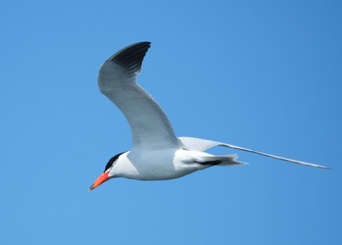 Caspian Tern - ML641965248