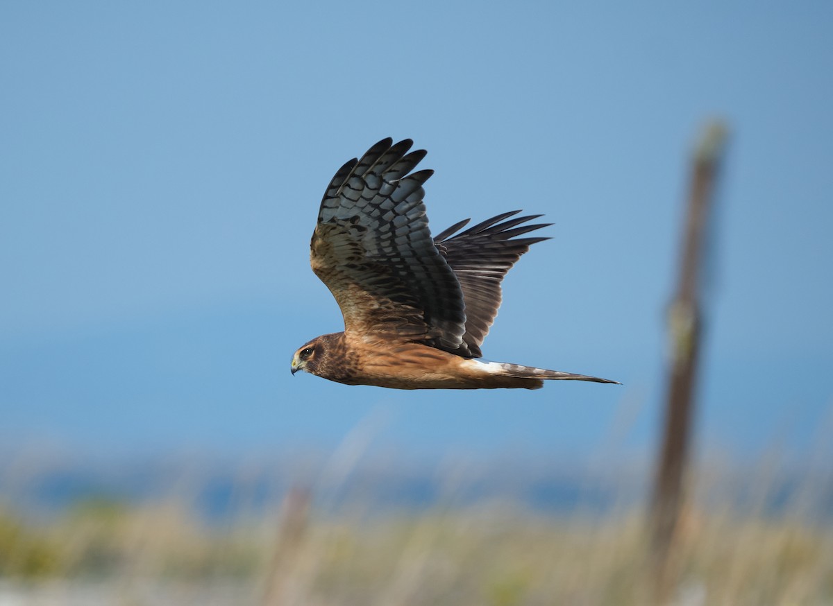 Northern Harrier - ML641965255