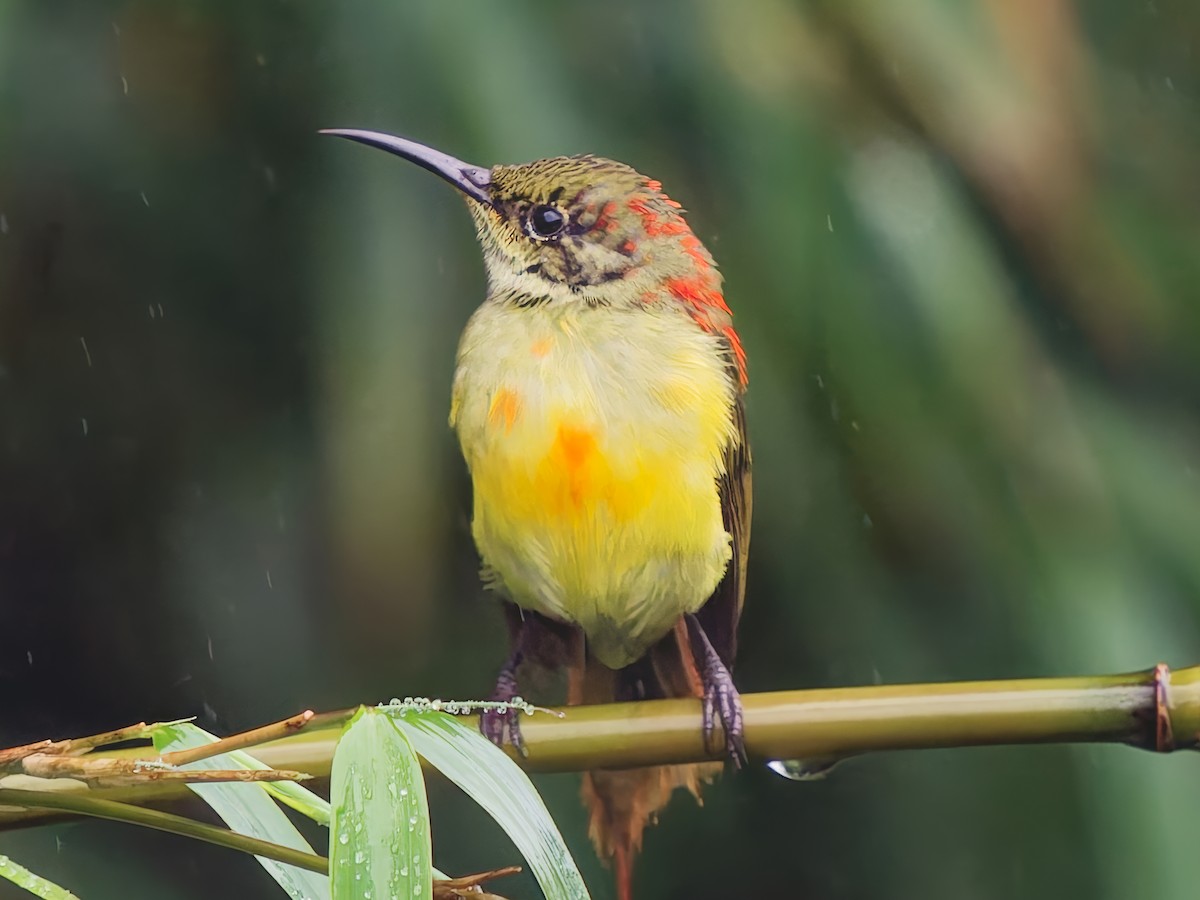 Fire-tailed Sunbird - ML641965258
