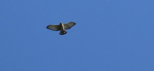 Broad-winged Hawk - ML641965264