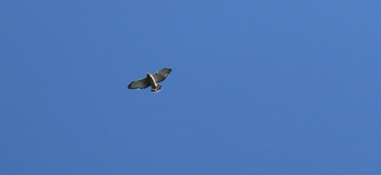Broad-winged Hawk - ML641965265