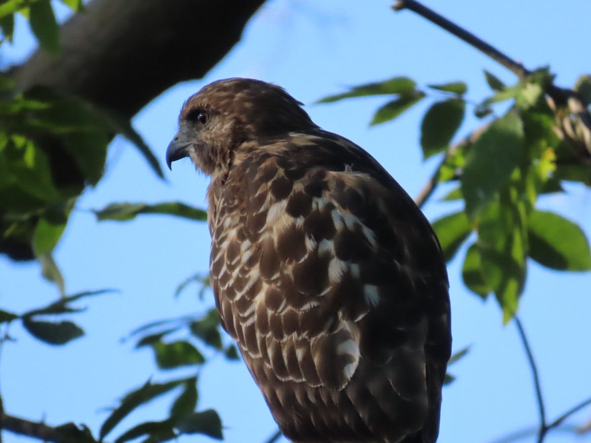 Broad-winged Hawk - ML641965266