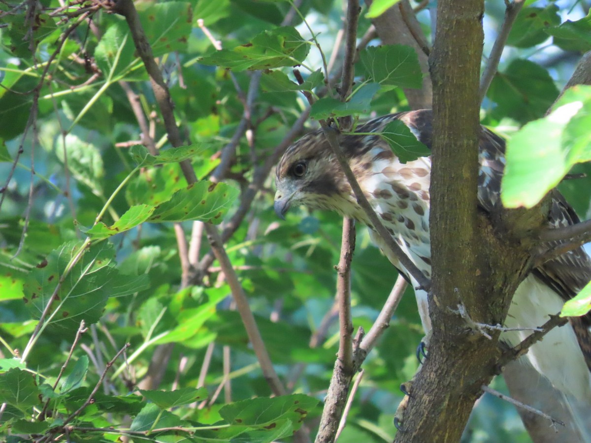 Broad-winged Hawk - ML641965267