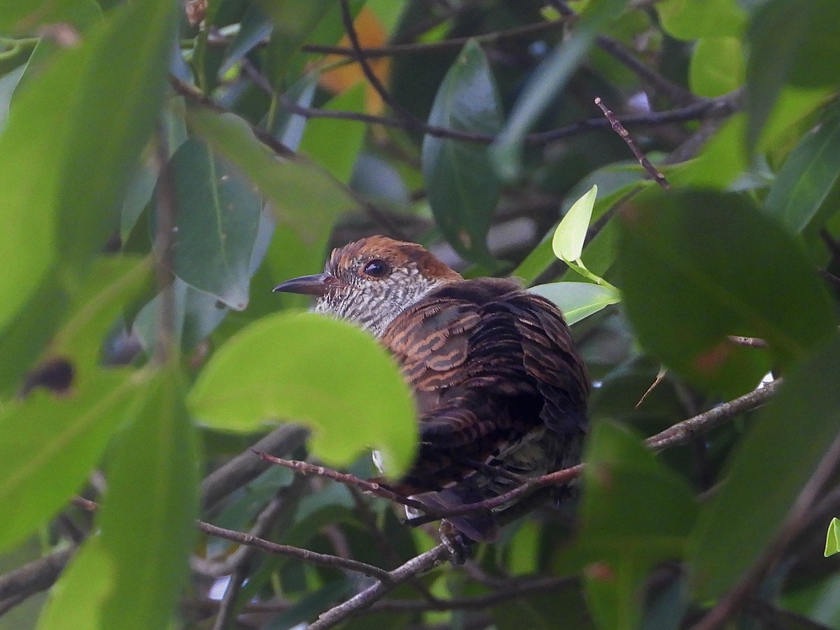 Violet Cuckoo - ML641965277