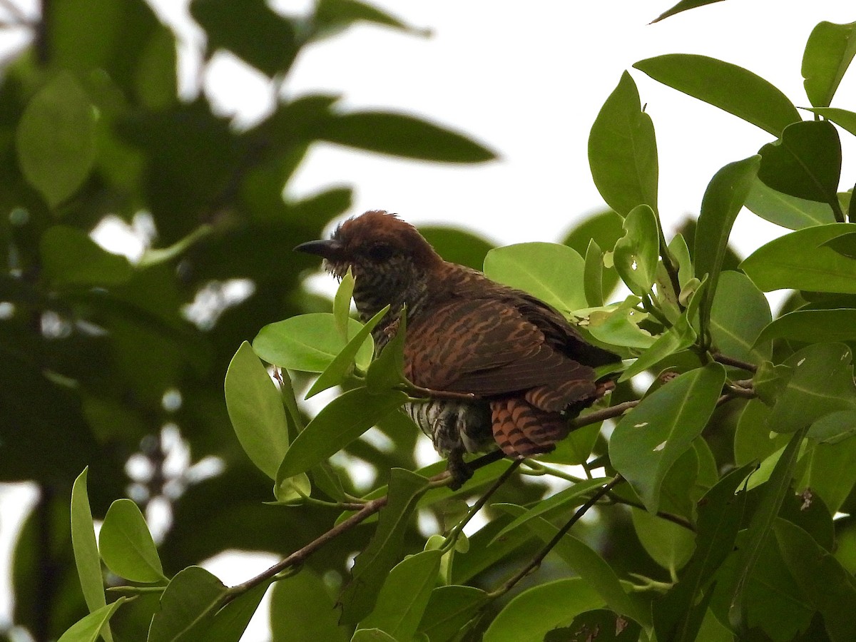 Violet Cuckoo - ML641965278
