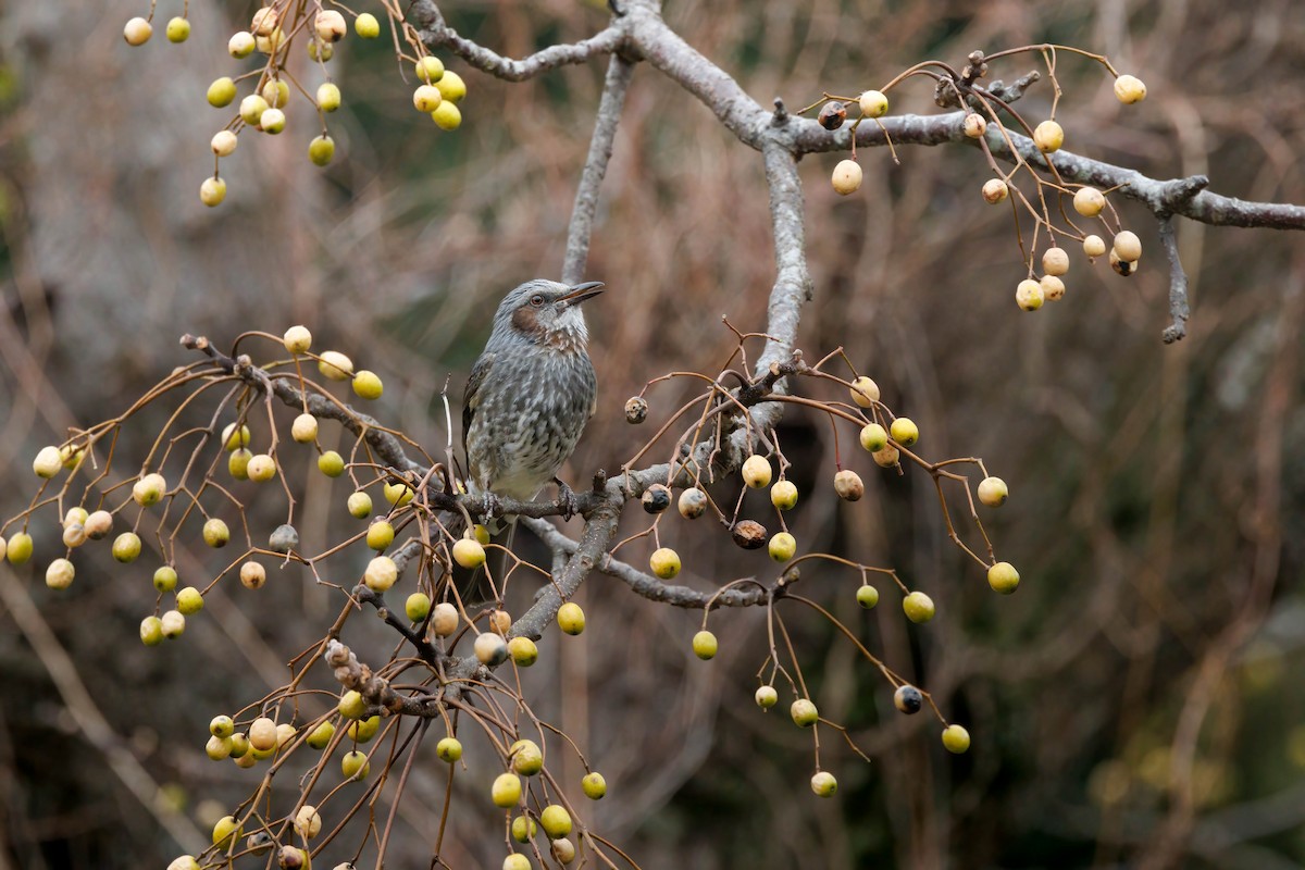Brown-eared Bulbul - ML641965280