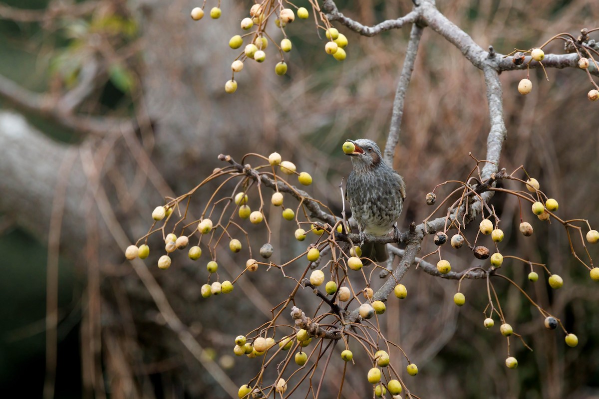 Brown-eared Bulbul - ML641965281