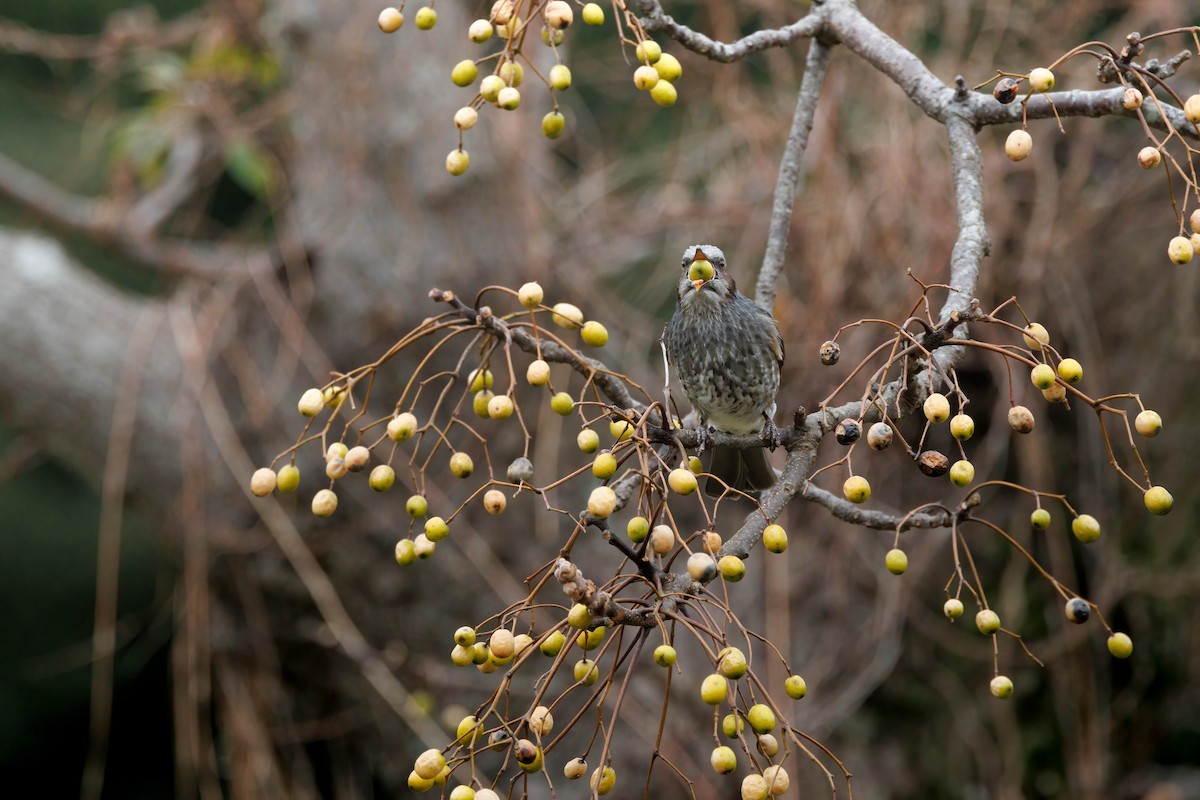 Brown-eared Bulbul - ML641965282