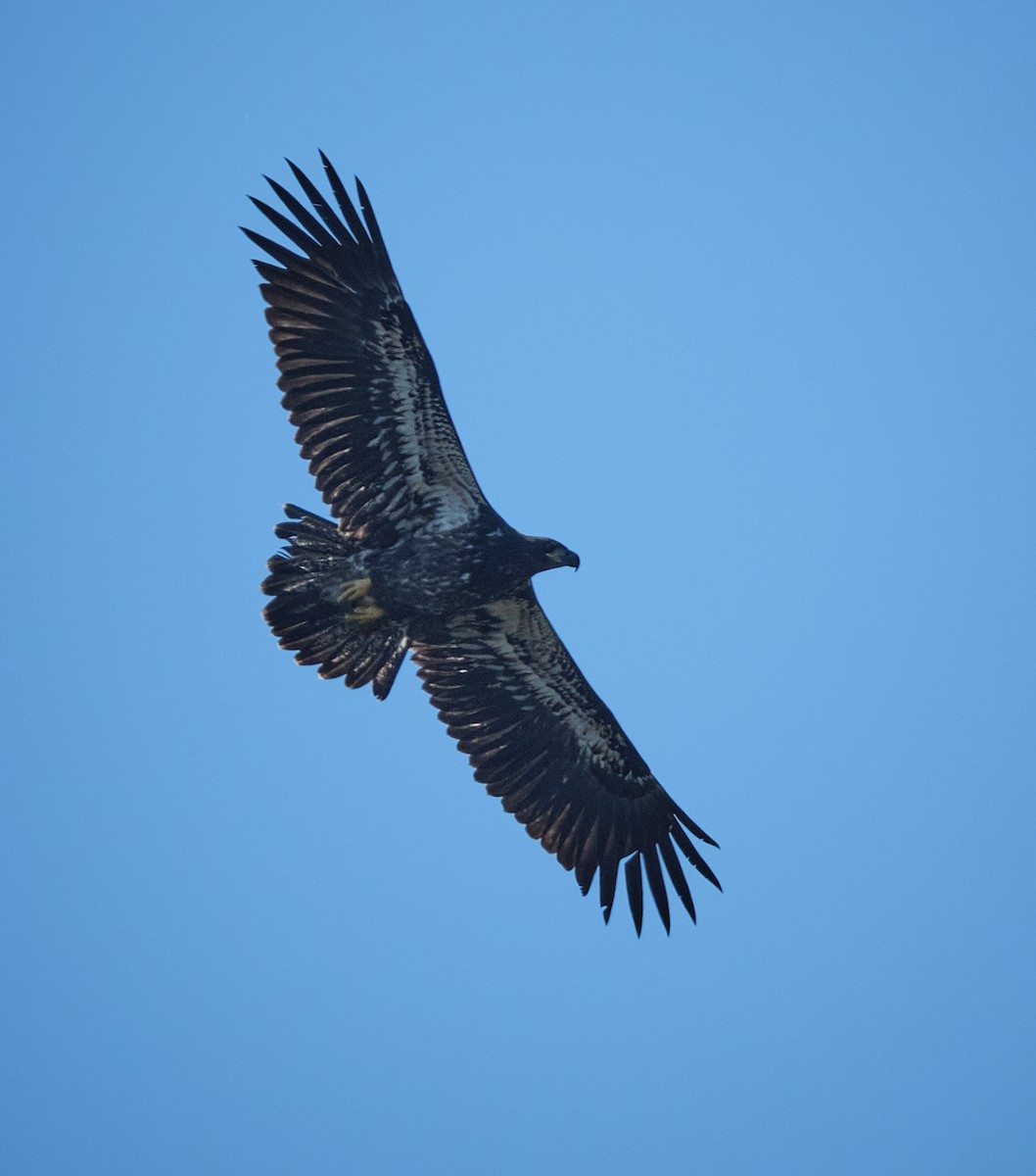 Bald Eagle - ML641965283