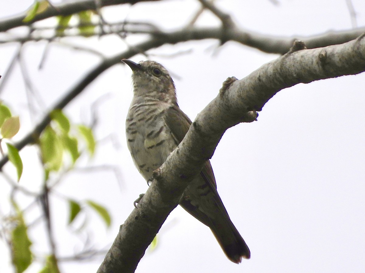 Little Bronze-Cuckoo - ML641965288