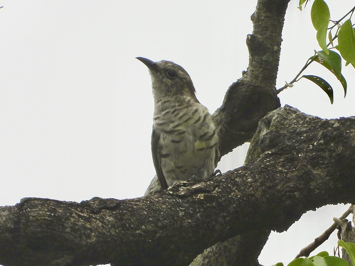 Little Bronze-Cuckoo - ML641965289