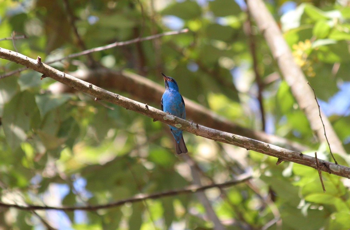 Blue Dacnis - ML641965291