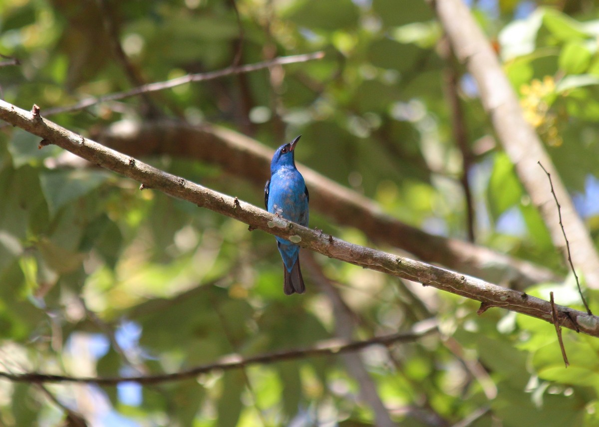 Blue Dacnis - ML641965292