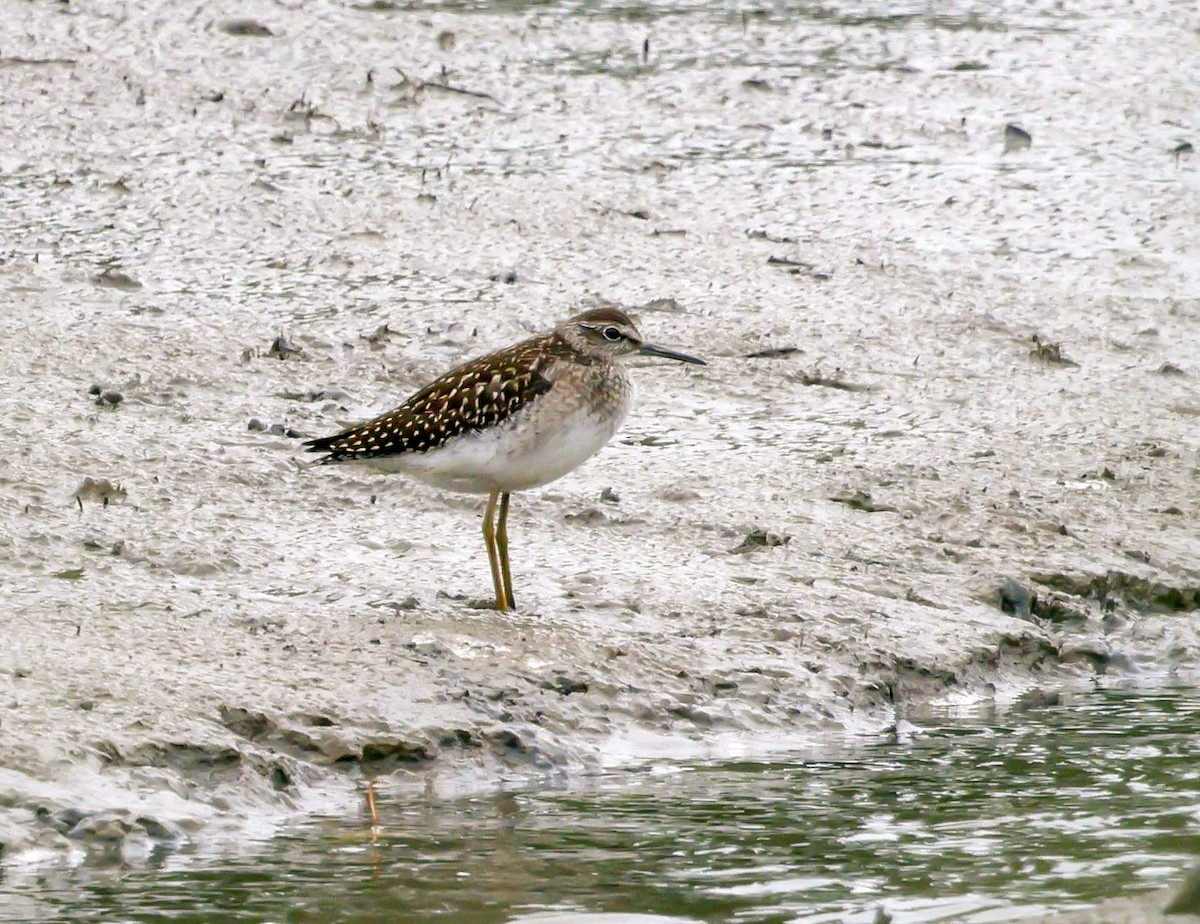 Bruchwasserläufer - ML641965294