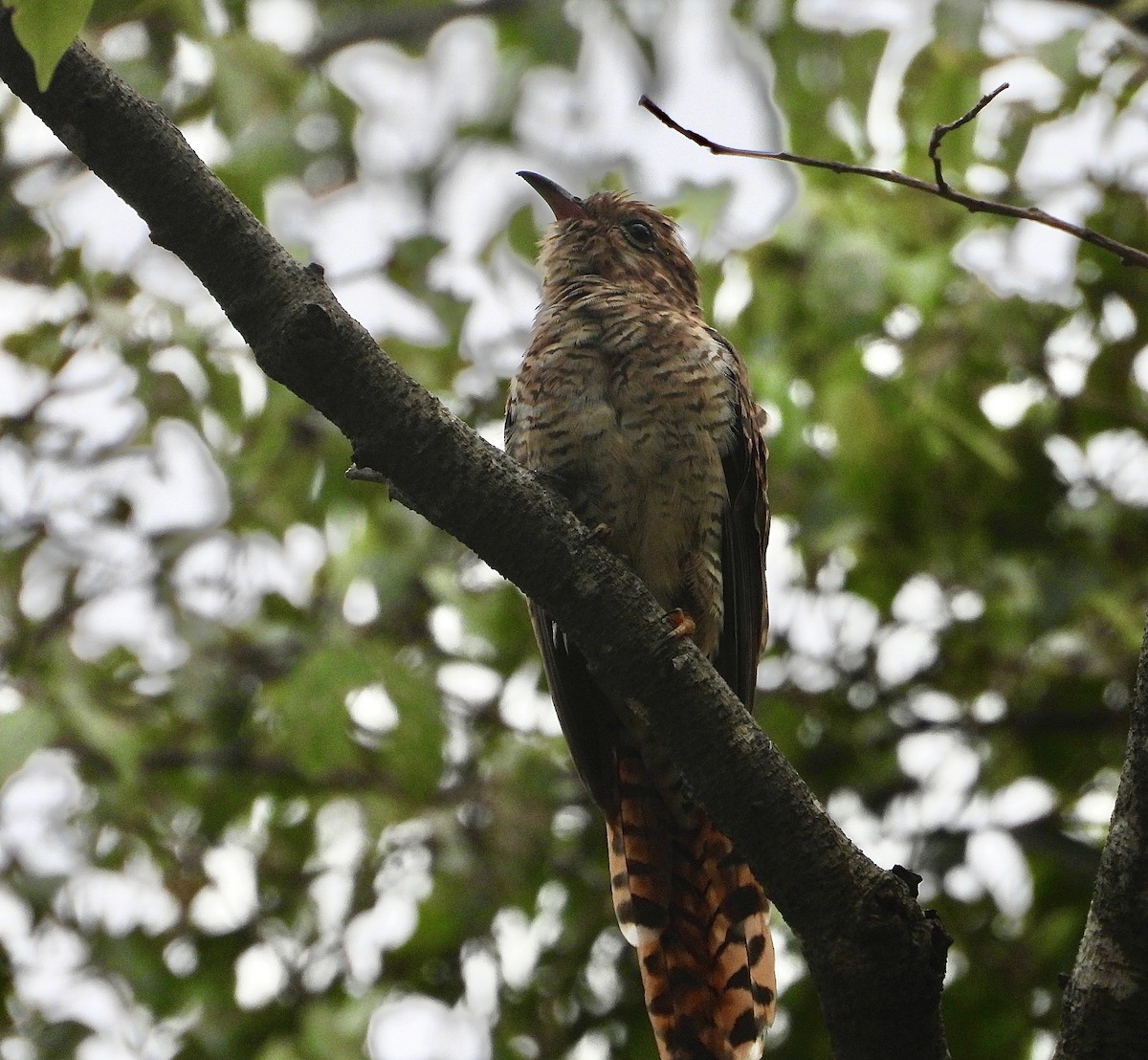 Plaintive Cuckoo - ML641965297