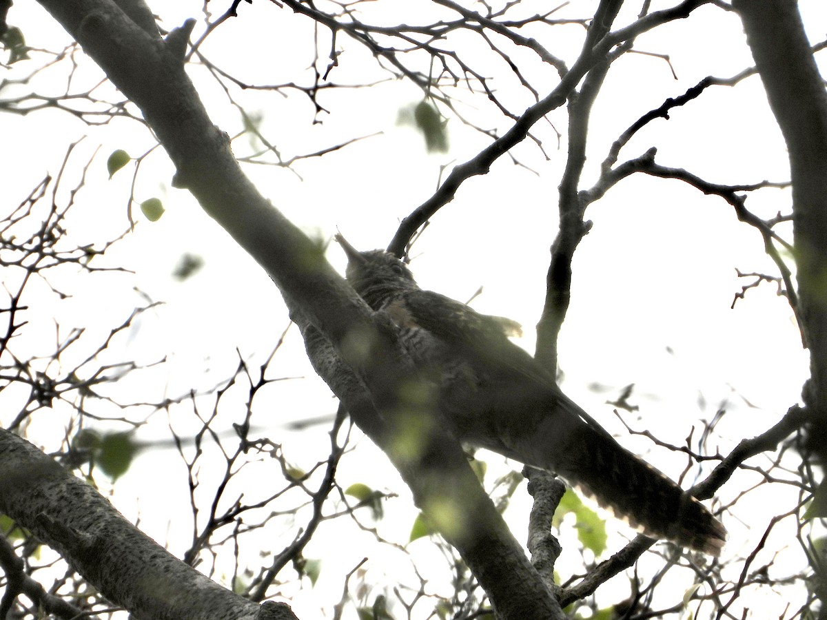 Plaintive Cuckoo - ML641965298