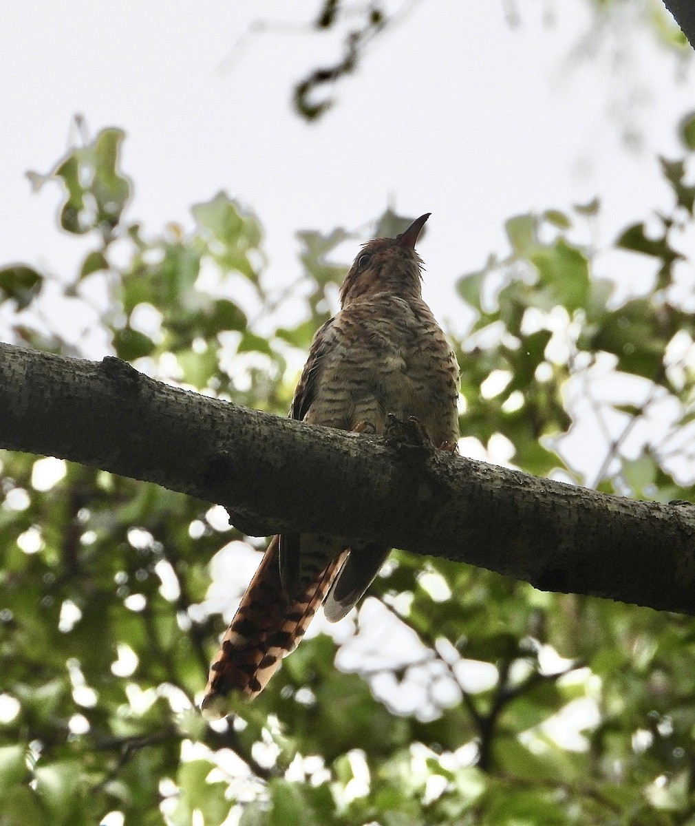 Plaintive Cuckoo - ML641965299