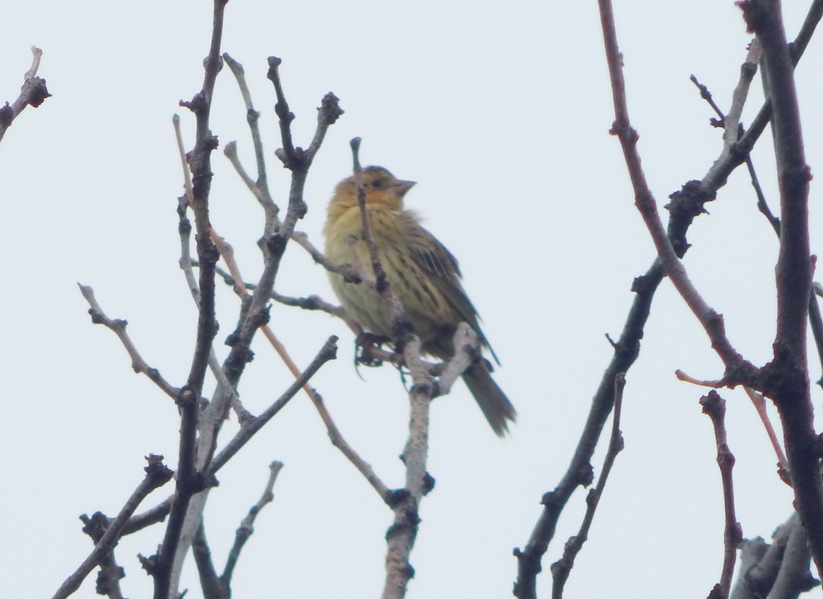 Bobolink - ML641965313