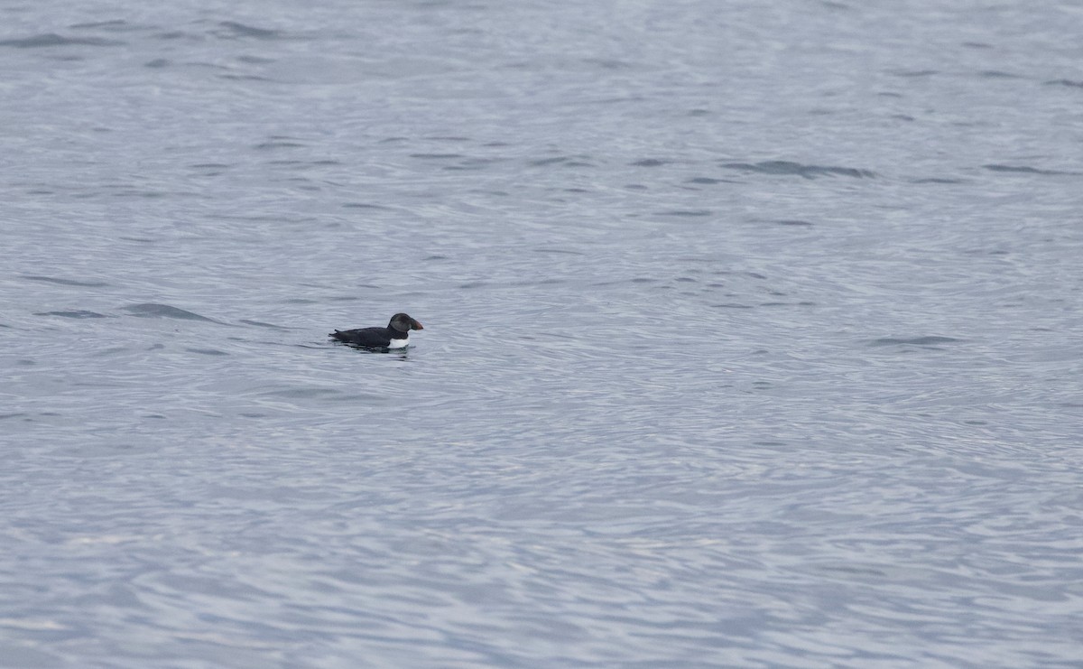 Atlantic Puffin - ML641965315