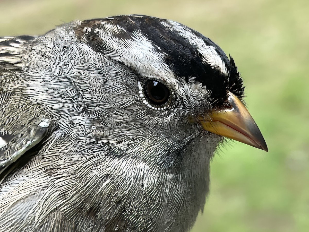 White-crowned Sparrow - ML641965317
