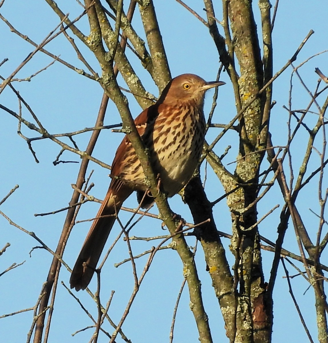 Brown Thrasher - ML641965326
