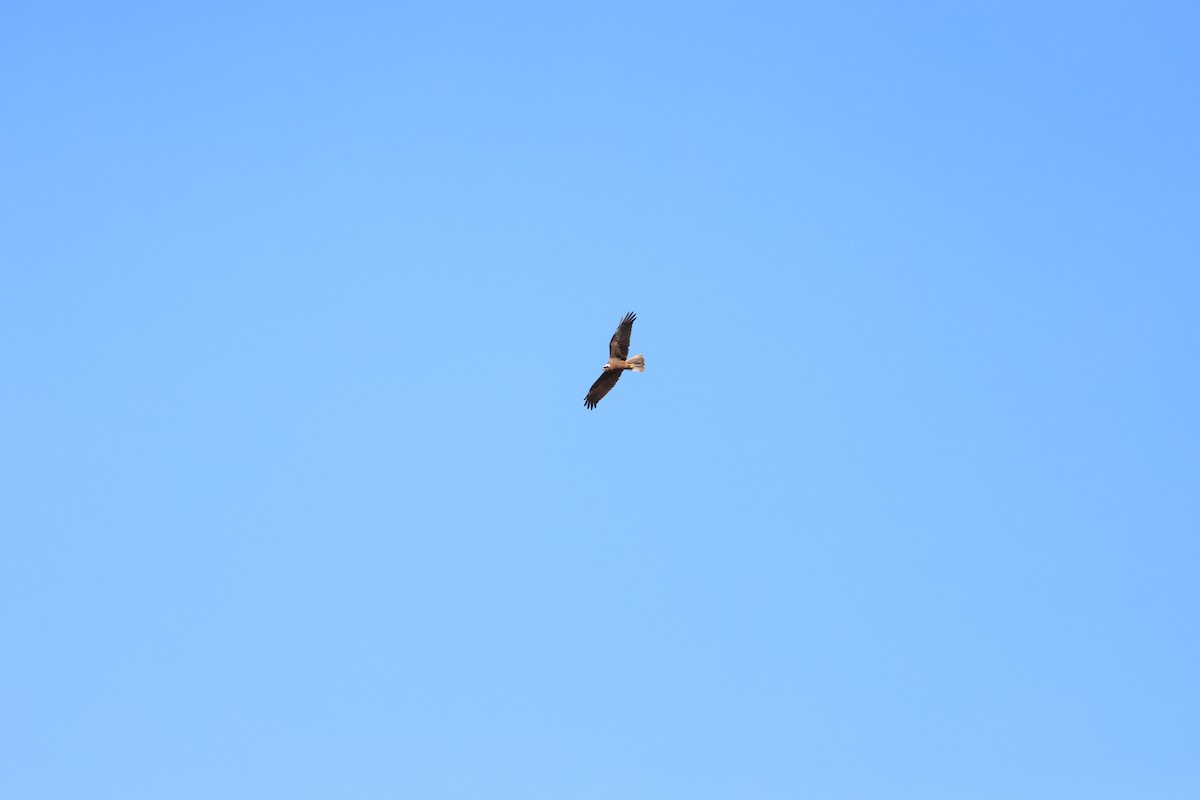 Western Marsh Harrier - ML641965344