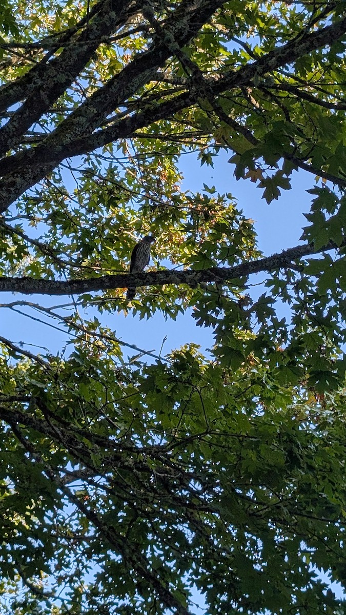 Cooper's Hawk - ML641965371