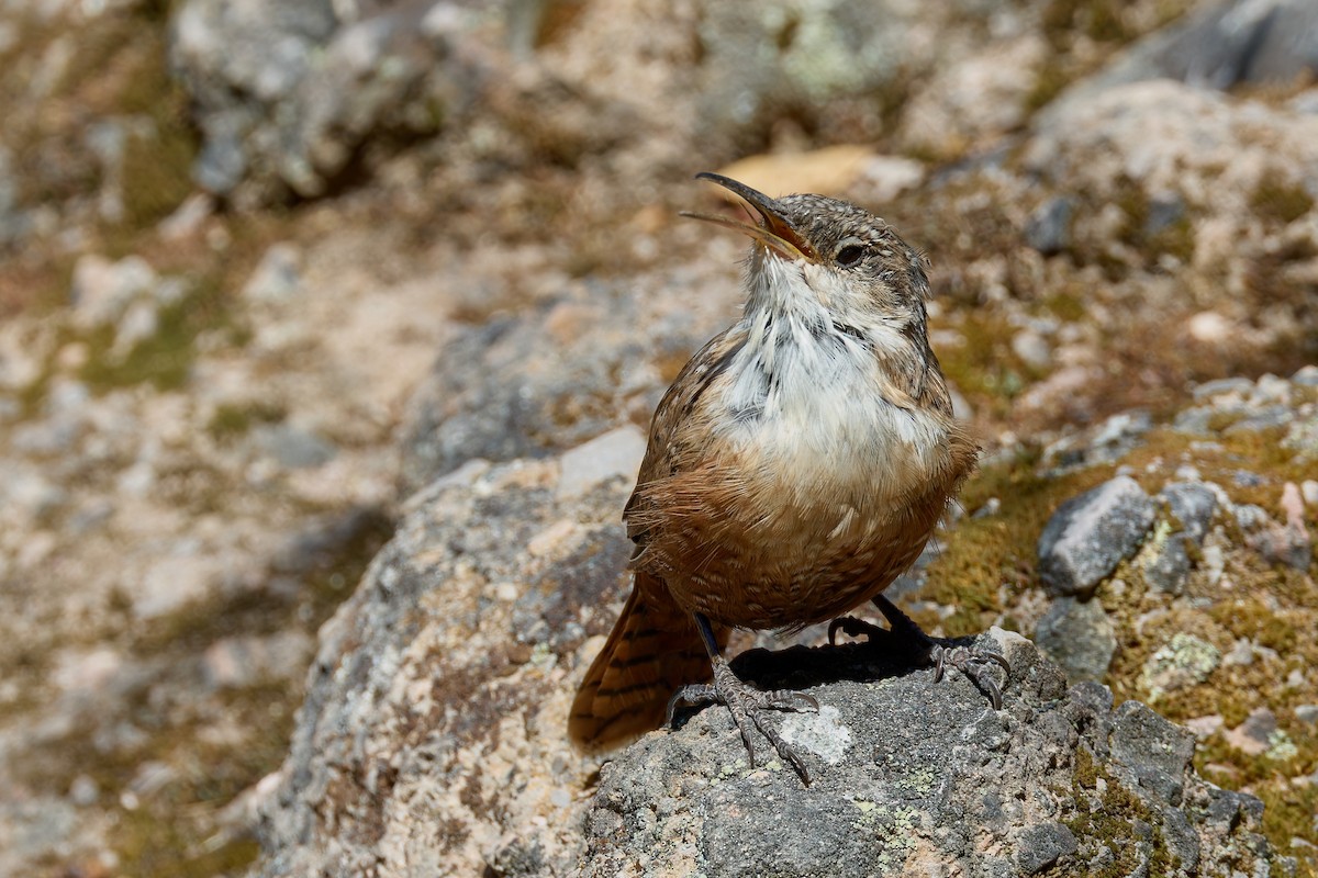 Canyon Wren - ML641965372