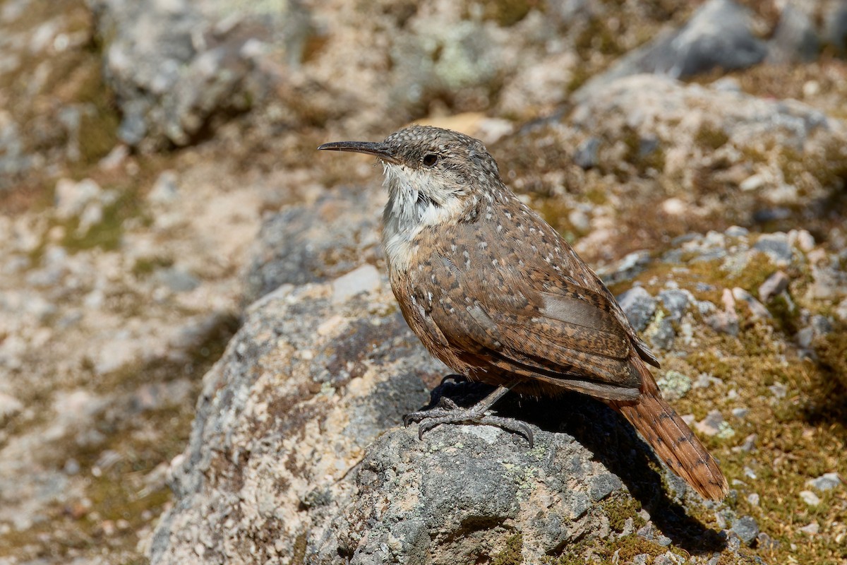 Canyon Wren - ML641965378