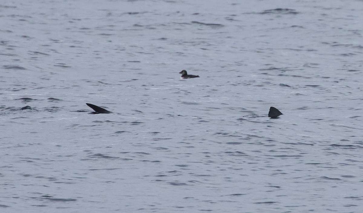 Blue Shark - Will Sweet