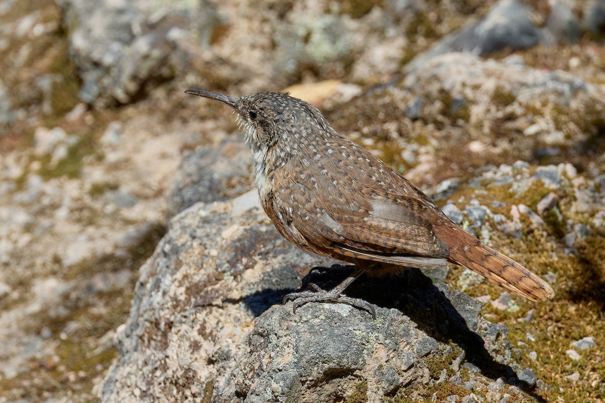 Canyon Wren - ML641965383