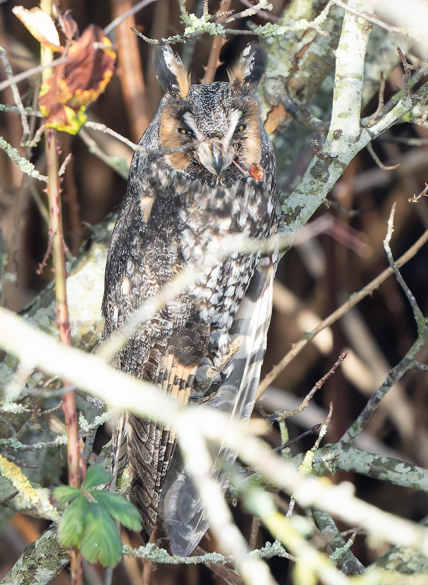Long-eared Owl - ML641965387