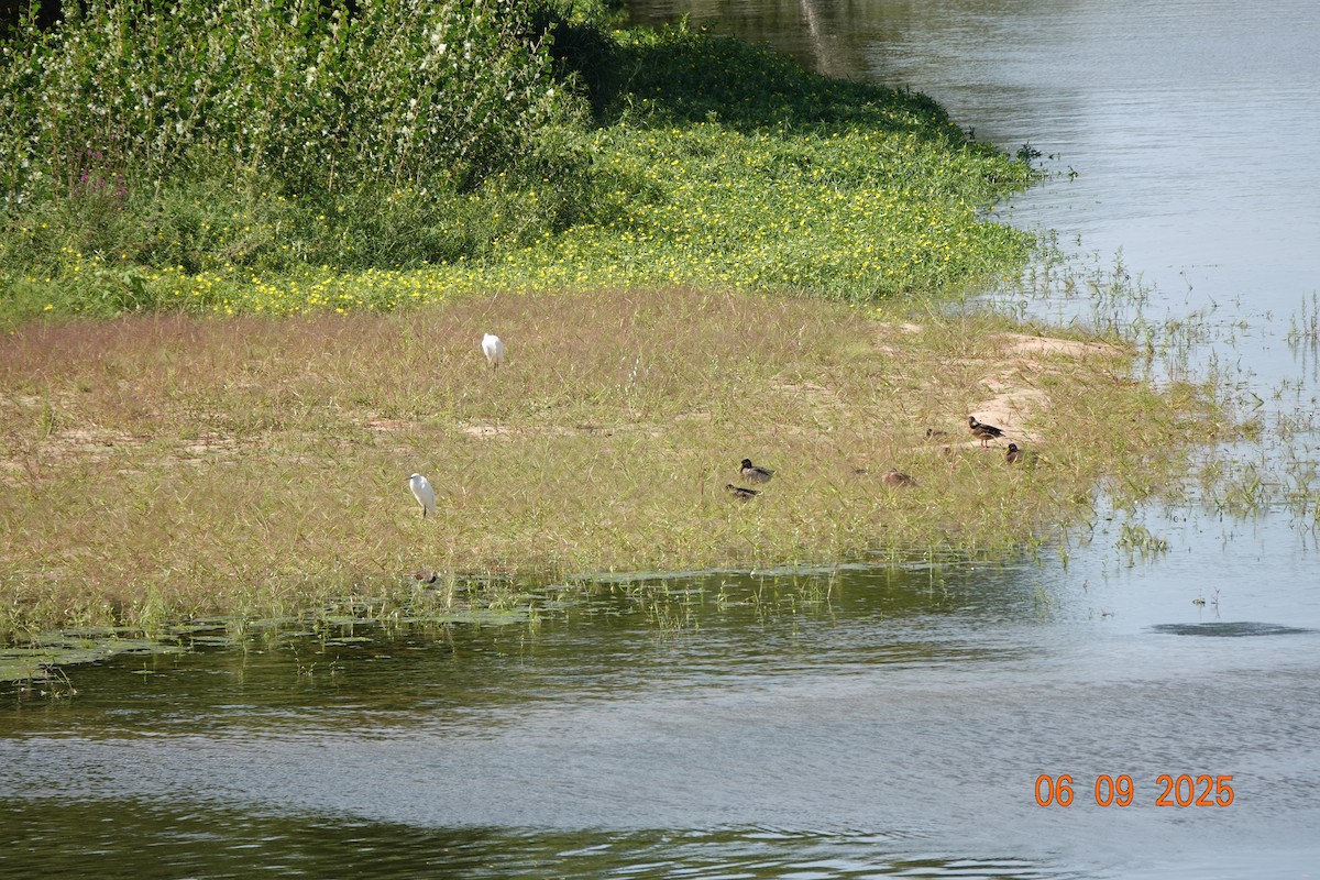 Little Egret - ML641965390
