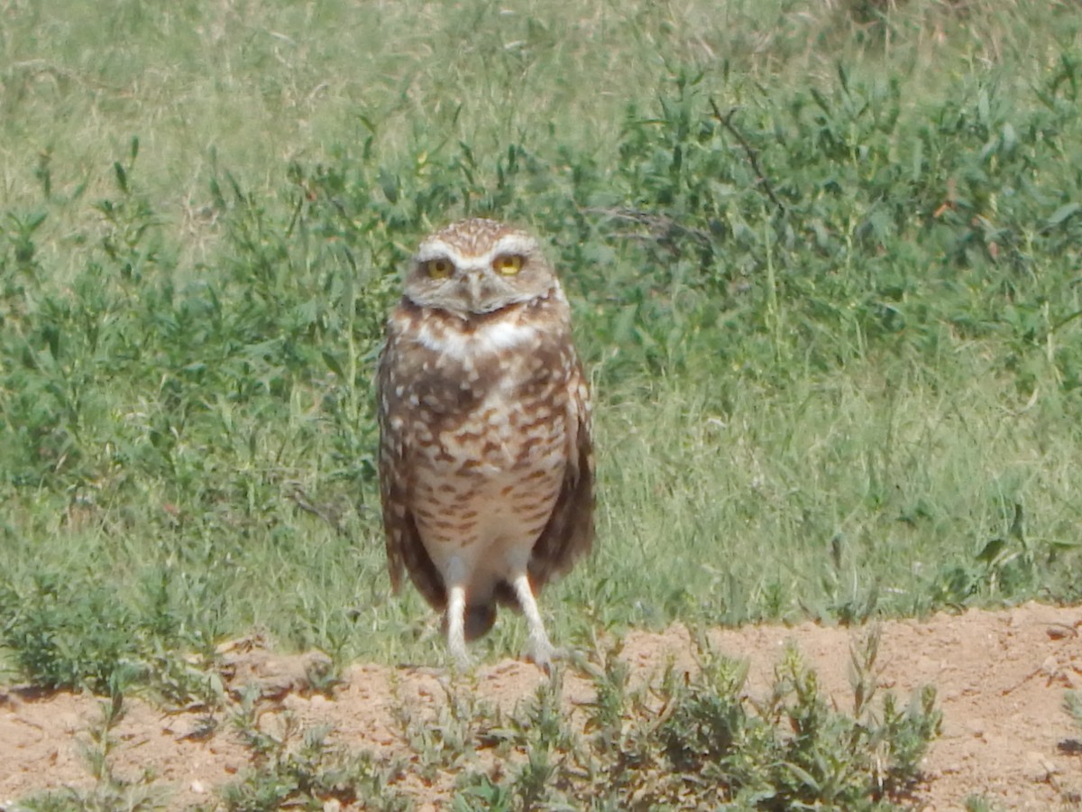 Burrowing Owl - ML641965393
