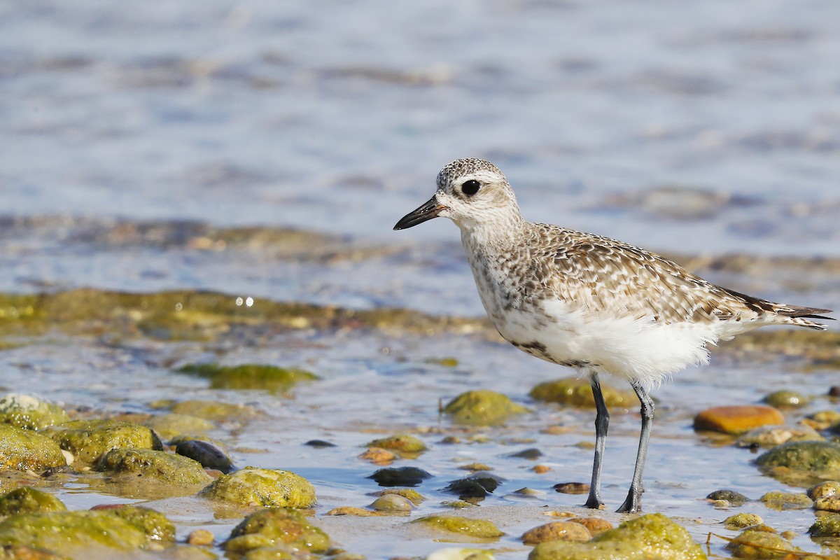 Black-bellied Plover - ML641965419