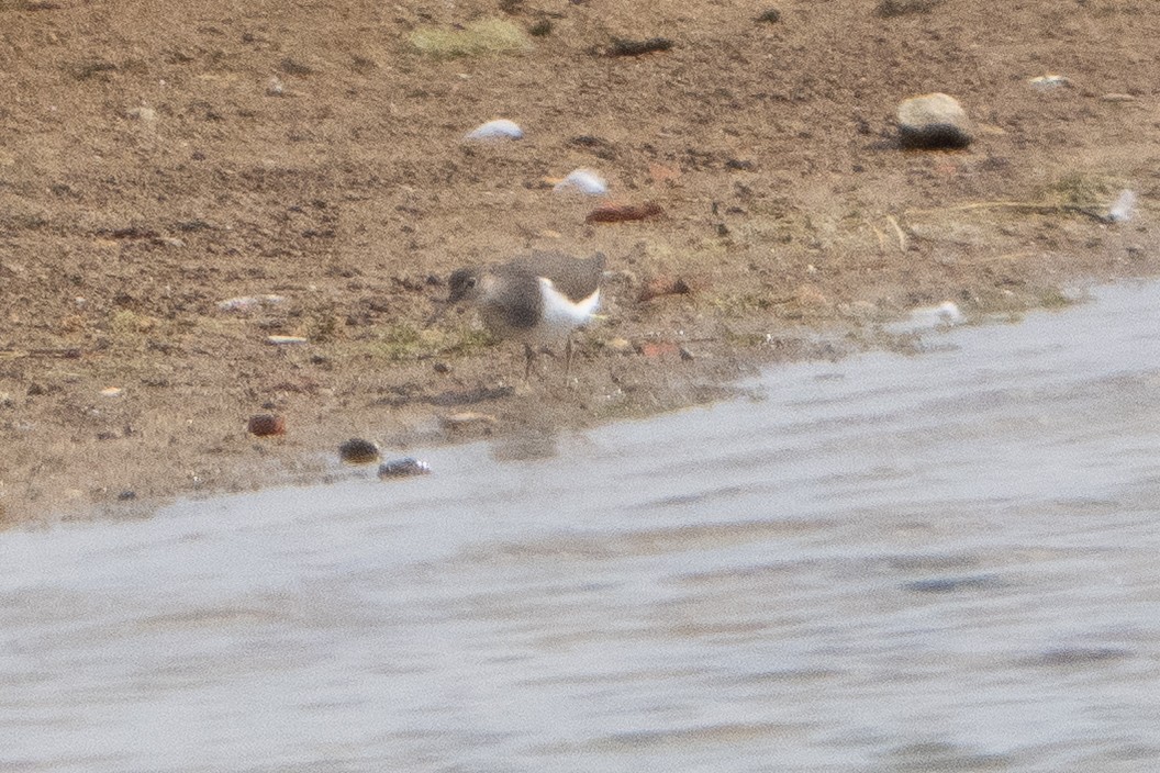strandsnipe - ML641965445