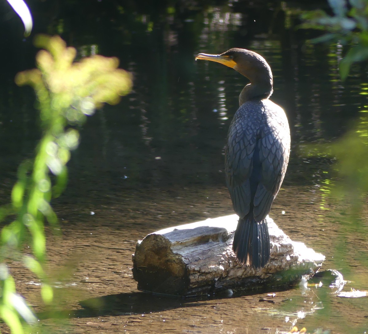 Cormorán Orejudo - ML641965462