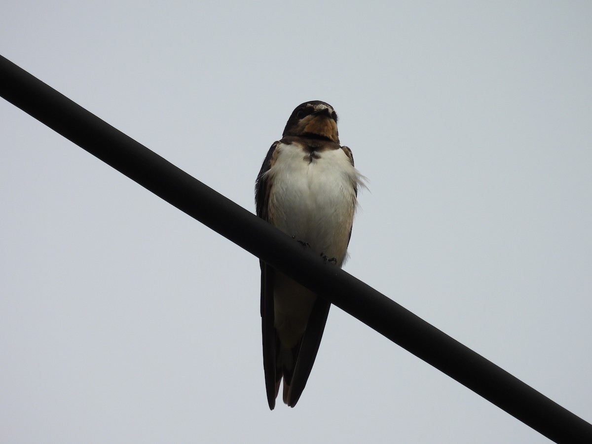 Barn Swallow - ML641965463