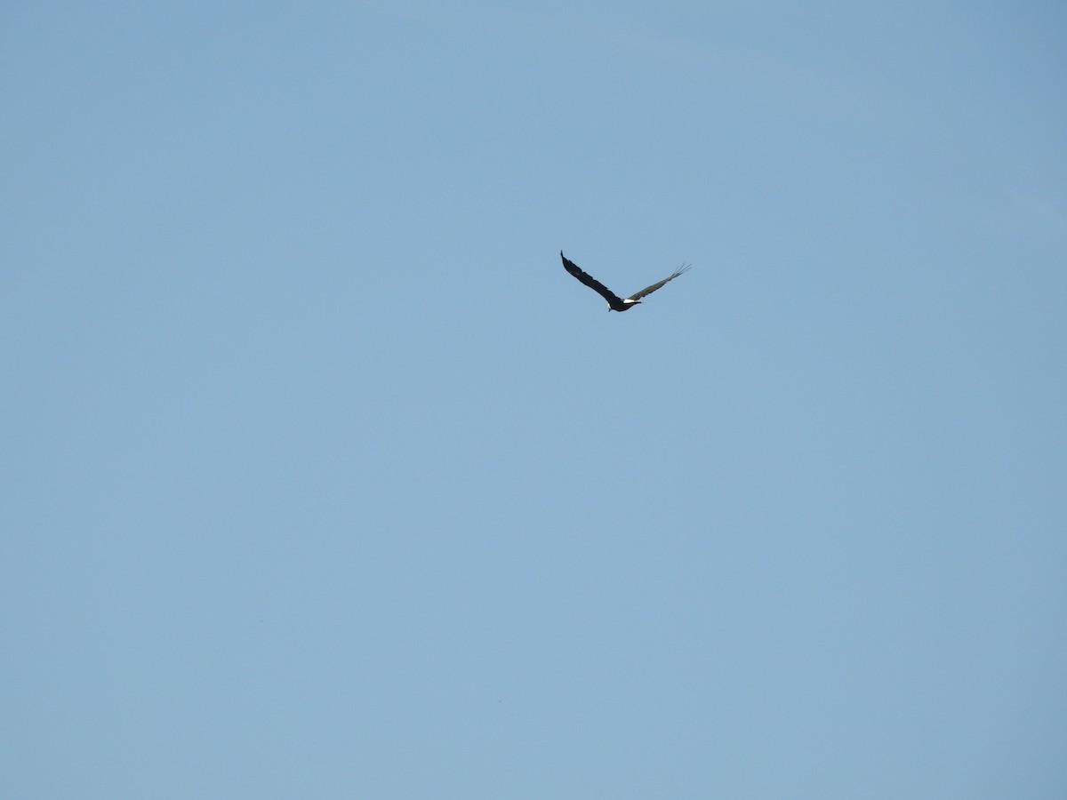 Bald Eagle - ML641965466